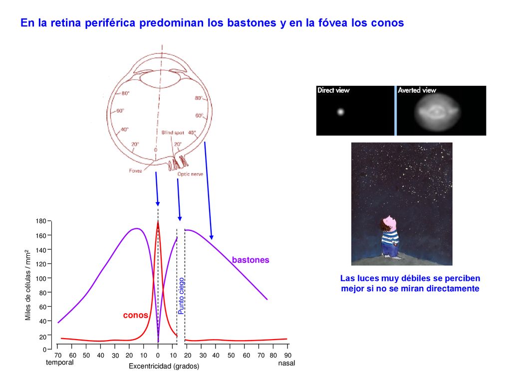 Las luces muy débiles se perciben mejor si no se miran directamente