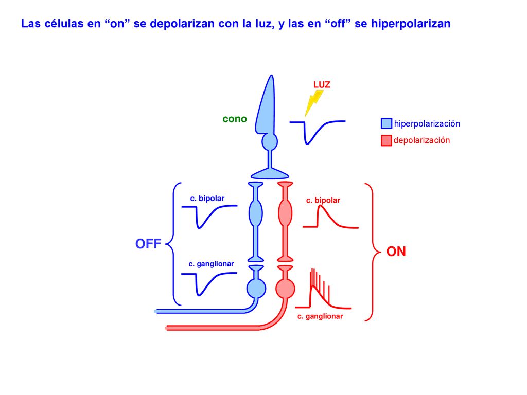 Las células en on se depolarizan con la luz, y las en off se hiperpolarizan