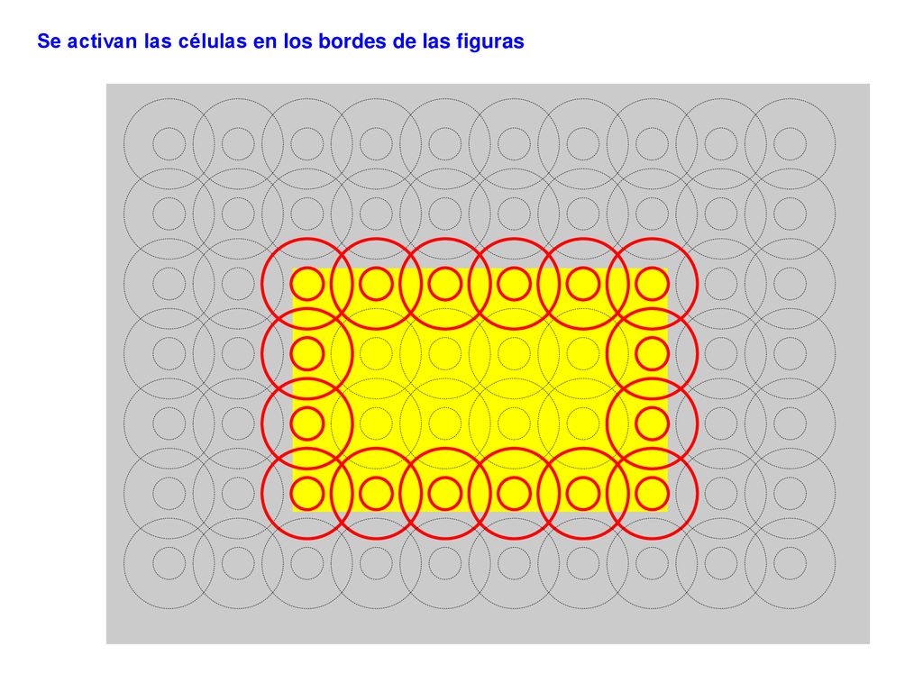 Se activan las células en los bordes de las figuras