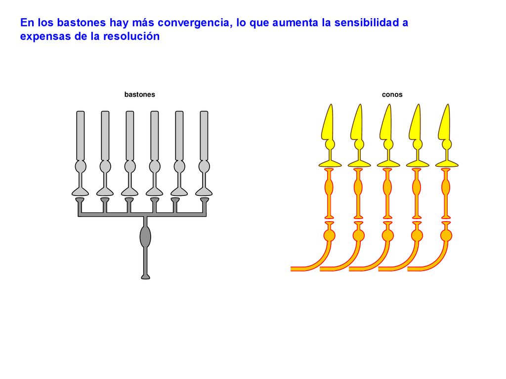 En los bastones hay más convergencia, lo que aumenta la sensibilidad a expensas de la resolución