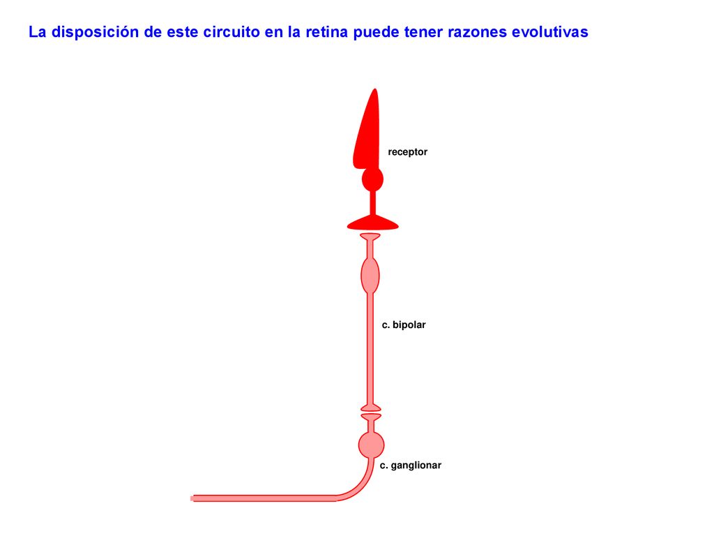 La disposición de este circuito en la retina puede tener razones evolutivas