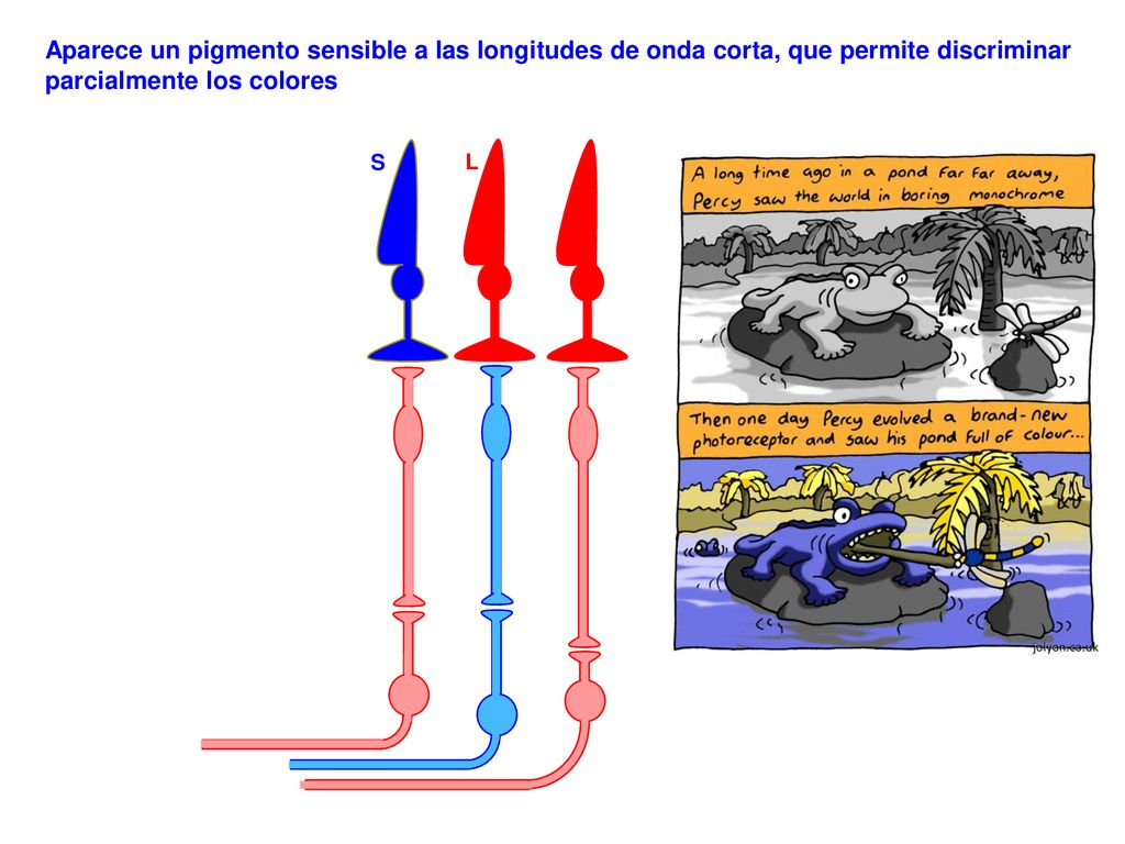 Aparece un pigmento sensible a las longitudes de onda corta, que permite discriminar parcialmente los colores
