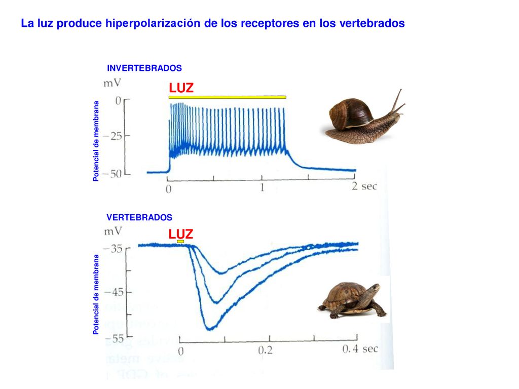 La luz produce hiperpolarización de los receptores en los vertebrados