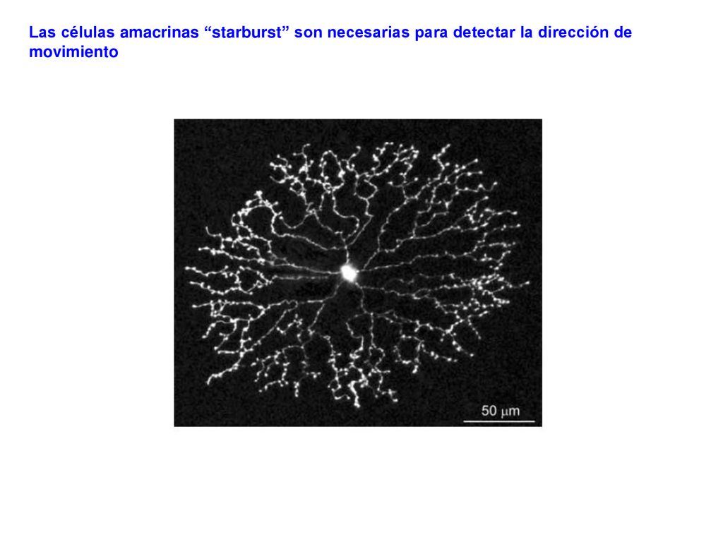Las células amacrinas starburst son necesarias para detectar la dirección de movimiento