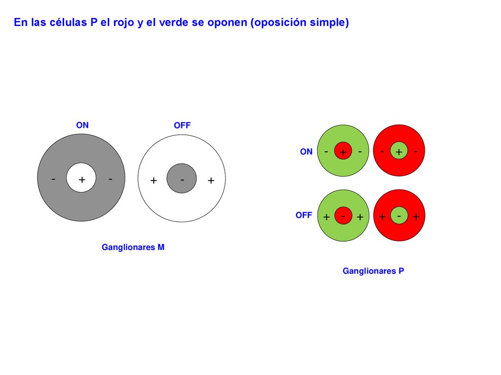 En las células P el rojo y el verde se oponen (oposición simple)
