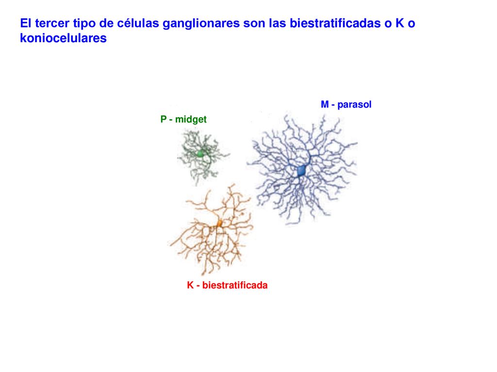 El tercer tipo de células ganglionares son las biestratificadas o K o koniocelulares