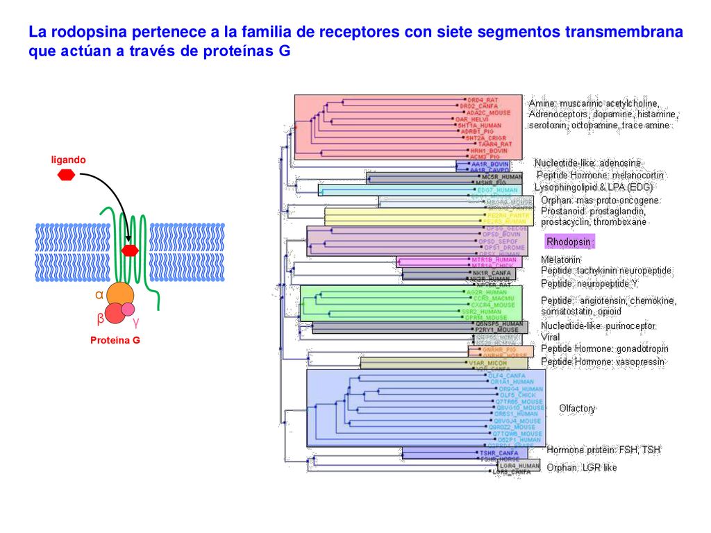 La rodopsina pertenece a la familia de receptores con siete segmentos transmembrana que actúan a través de proteínas G