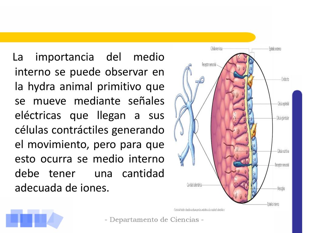 La importancia del medio interno se puede observar en la hydra animal primitivo que se mueve mediante señales eléctricas que llegan a sus células contráctiles generando el movimiento, pero para que esto ocurra se medio interno debe tener una cantidad adecuada de iones.