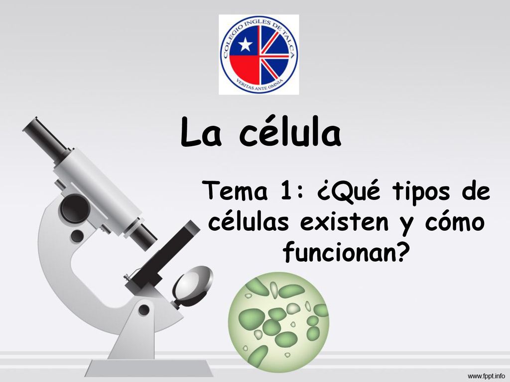 Tema 1: ¿Qué tipos de células existen y cómo funcionan