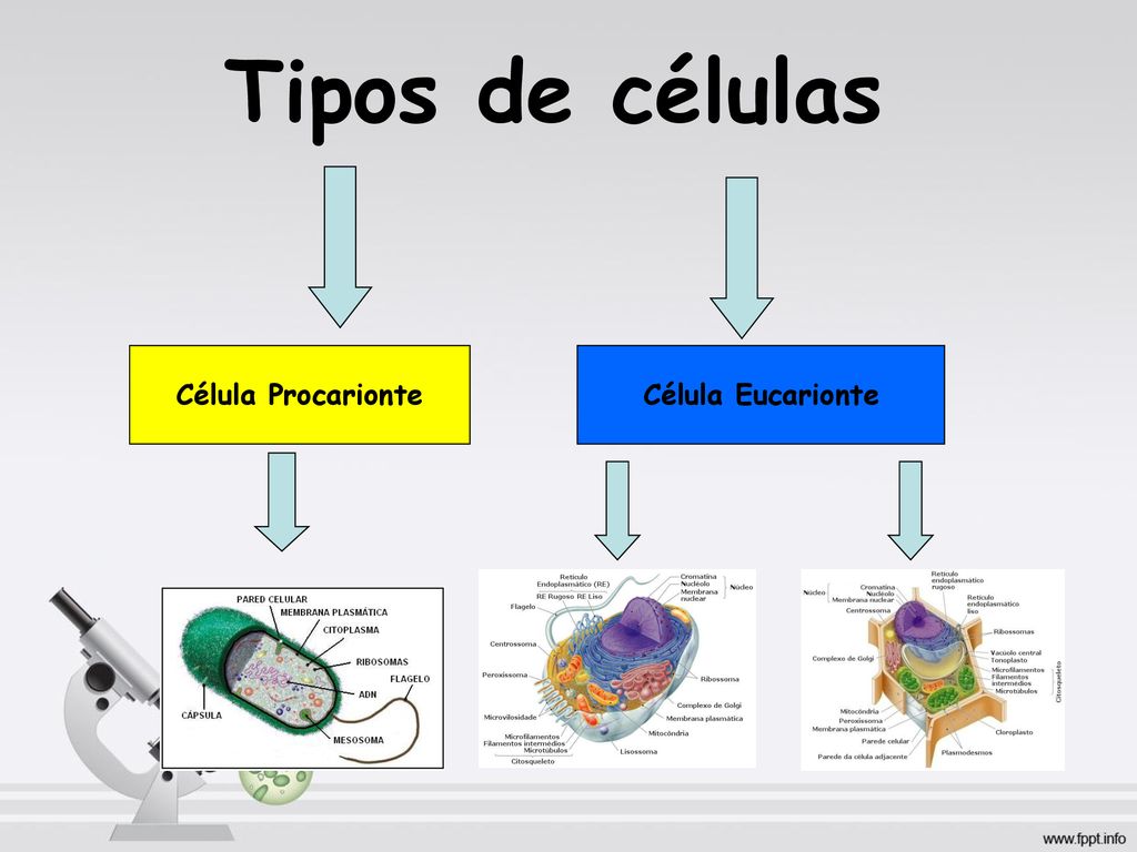 Tipos de células Célula Procarionte Célula Eucarionte