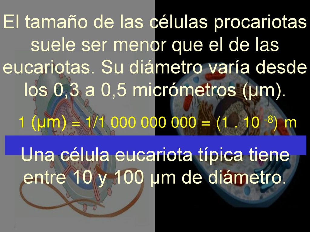Una célula eucariota típica tiene entre 10 y 100 µm de diámetro.