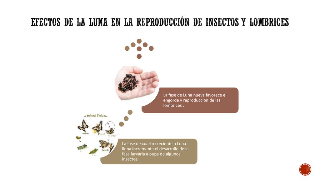 Efectos de la Luna en la reproducción de insectos y lombrices