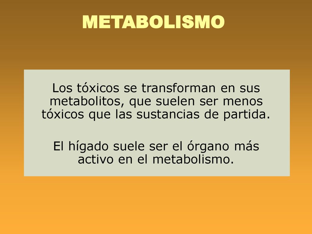 El hígado suele ser el órgano más activo en el metabolismo.