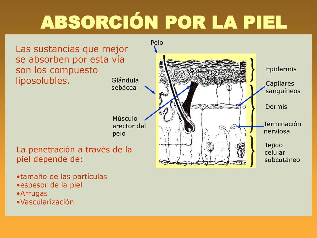 ABSORCIÓN POR LA PIEL Pelo. Las sustancias que mejor se absorben por esta vía son los compuesto liposolubles.