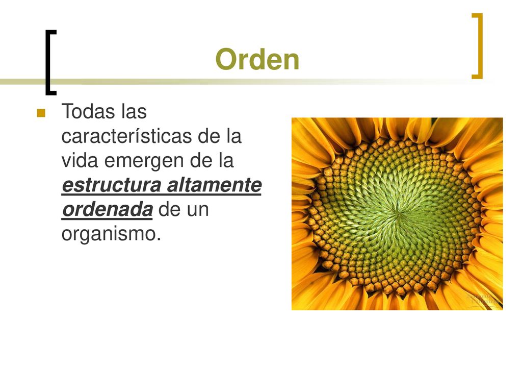 Orden Todas las características de la vida emergen de la estructura altamente ordenada de un organismo.