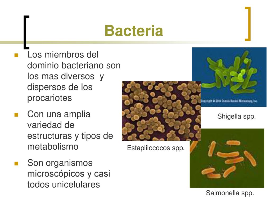 Bacteria Los miembros del dominio bacteriano son los mas diversos y dispersos de los procariotes.