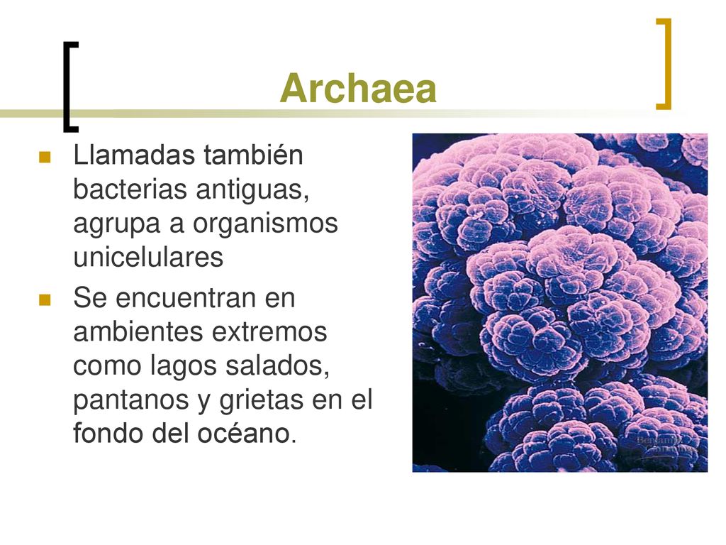 Archaea Llamadas también bacterias antiguas, agrupa a organismos unicelulares.