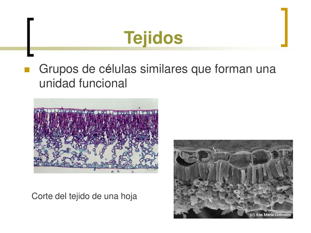Tejidos Grupos de células similares que forman una unidad funcional
