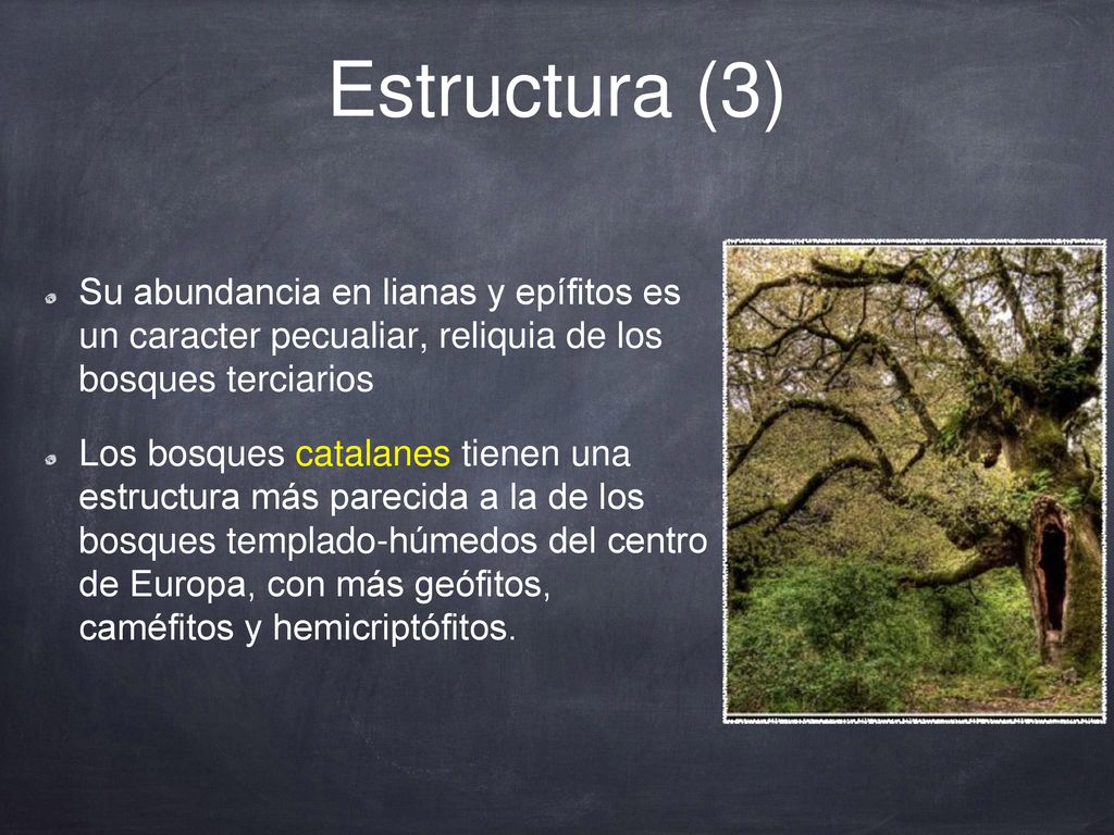 Estructura (3) Su abundancia en lianas y epífitos es un caracter pecualiar, reliquia de los bosques terciarios.