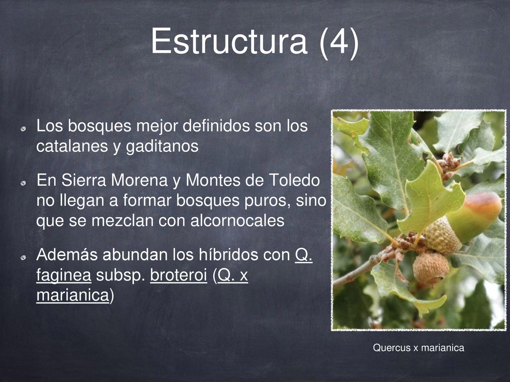 Estructura (4) Los bosques mejor definidos son los catalanes y gaditanos.