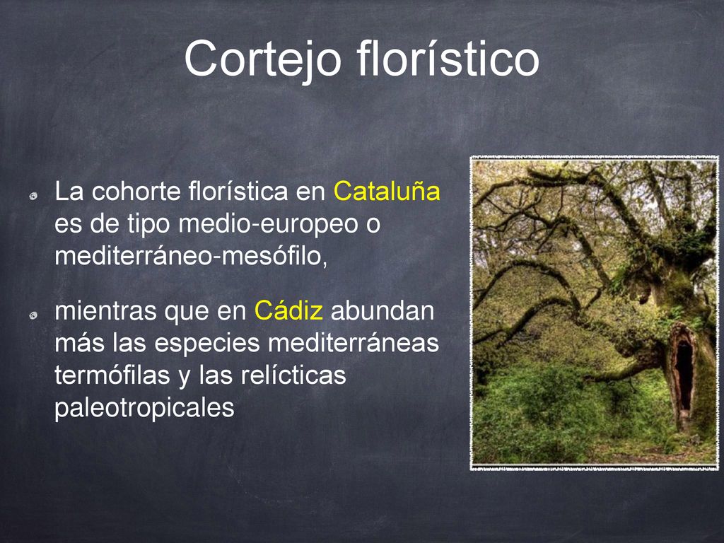 Cortejo florístico La cohorte florística en Cataluña es de tipo medio-europeo o mediterráneo-mesófilo,