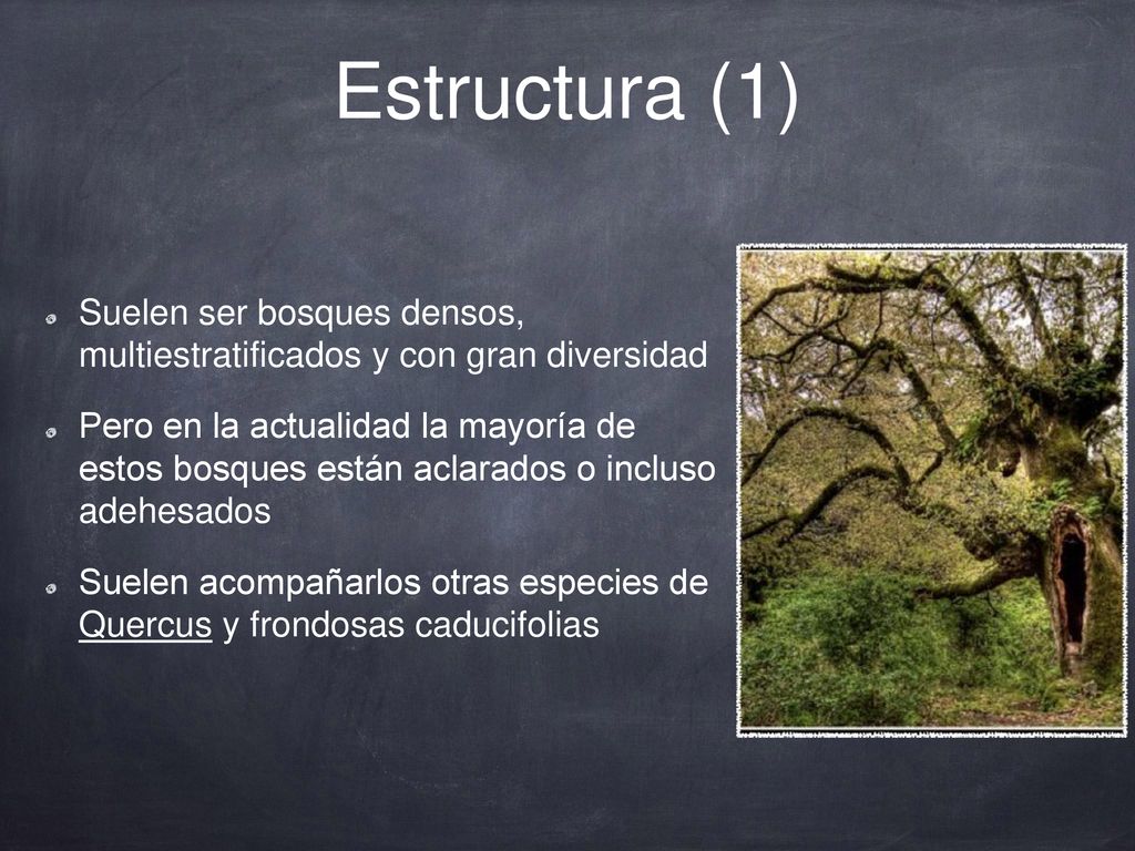 Estructura (1) Suelen ser bosques densos, multiestratificados y con gran diversidad.
