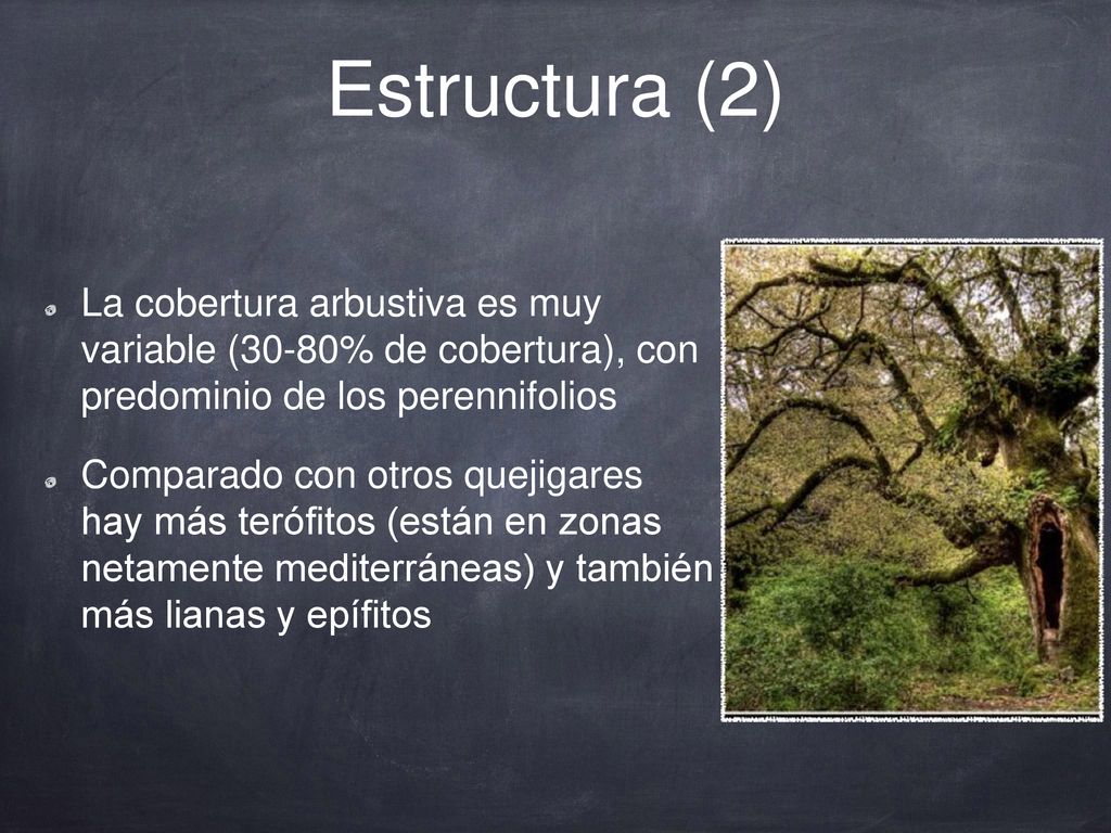 Estructura (2) La cobertura arbustiva es muy variable (30-80% de cobertura), con predominio de los perennifolios.