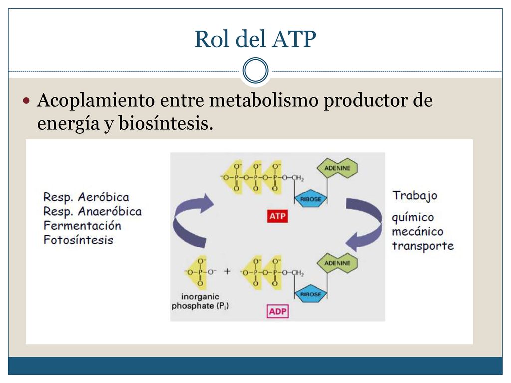Rol del ATP Acoplamiento entre metabolismo productor de energía y biosíntesis.