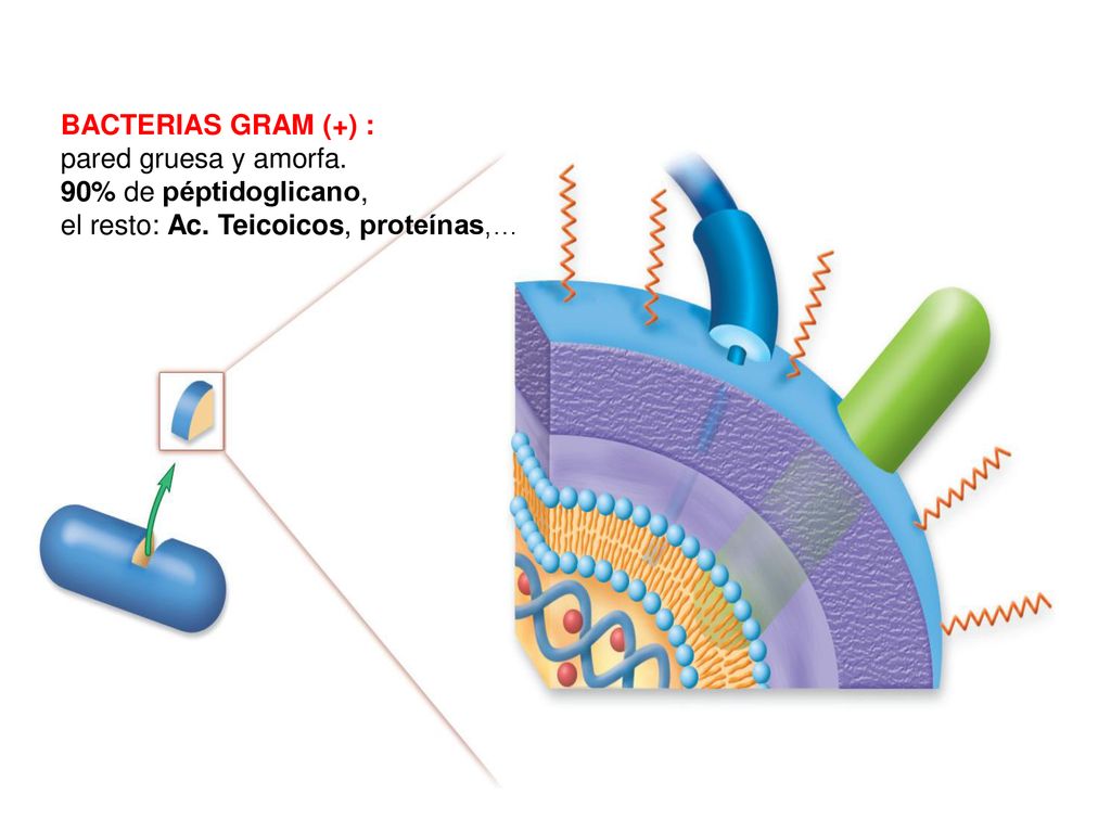 BACTERIAS GRAM (+) : pared gruesa y amorfa. 90% de péptidoglicano, el resto: Ac.