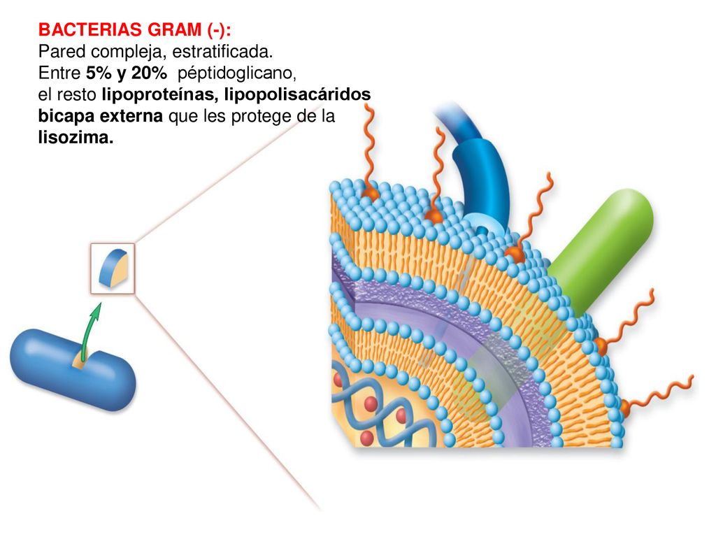 BACTERIAS GRAM (-): Pared compleja, estratificada. Entre 5% y 20% péptidoglicano,