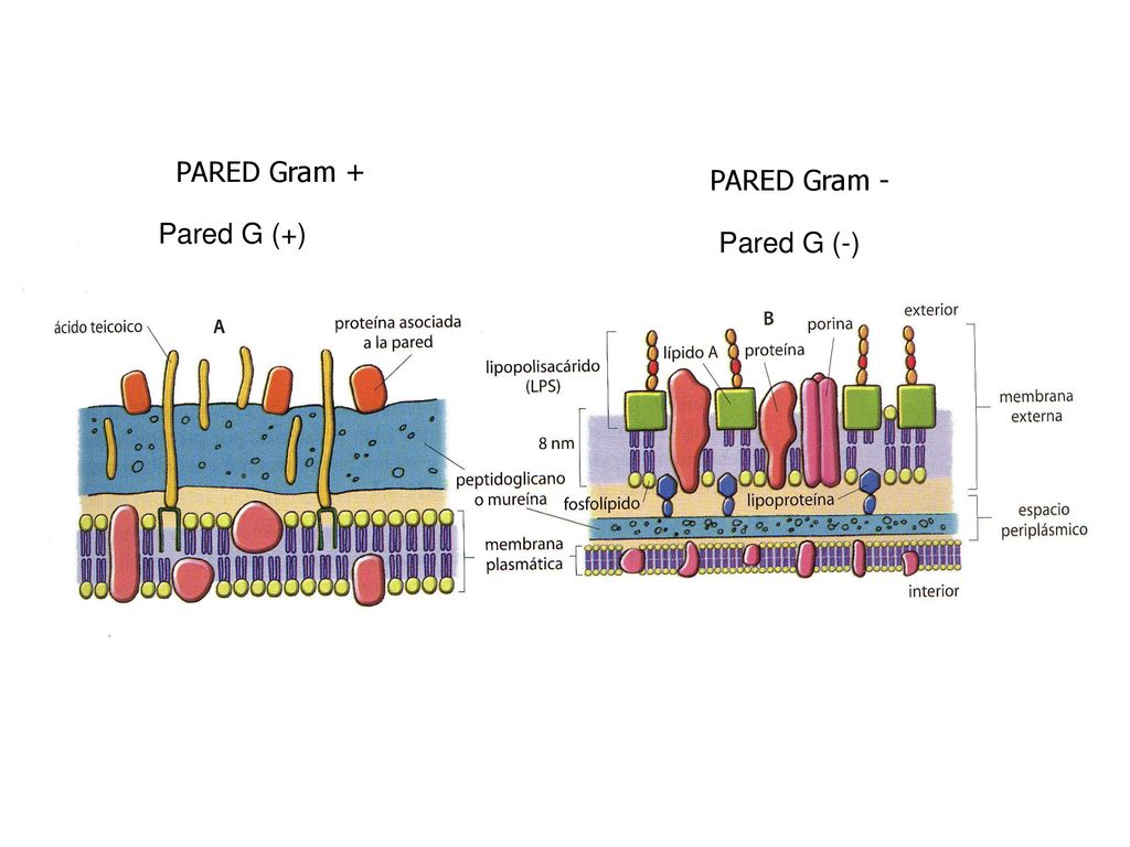 PARED Gram + PARED Gram - Pared G (+) Pared G (-)