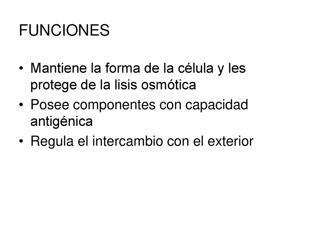FUNCIONES Mantiene la forma de la célula y les protege de la lisis osmótica. Posee componentes con capacidad antigénica.