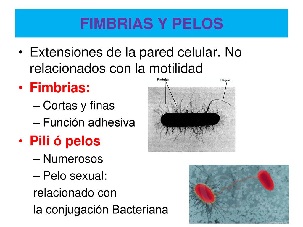 FIMBRIAS Y PELOS Extensiones de la pared celular. No relacionados con la motilidad. Fimbrias: Cortas y finas.