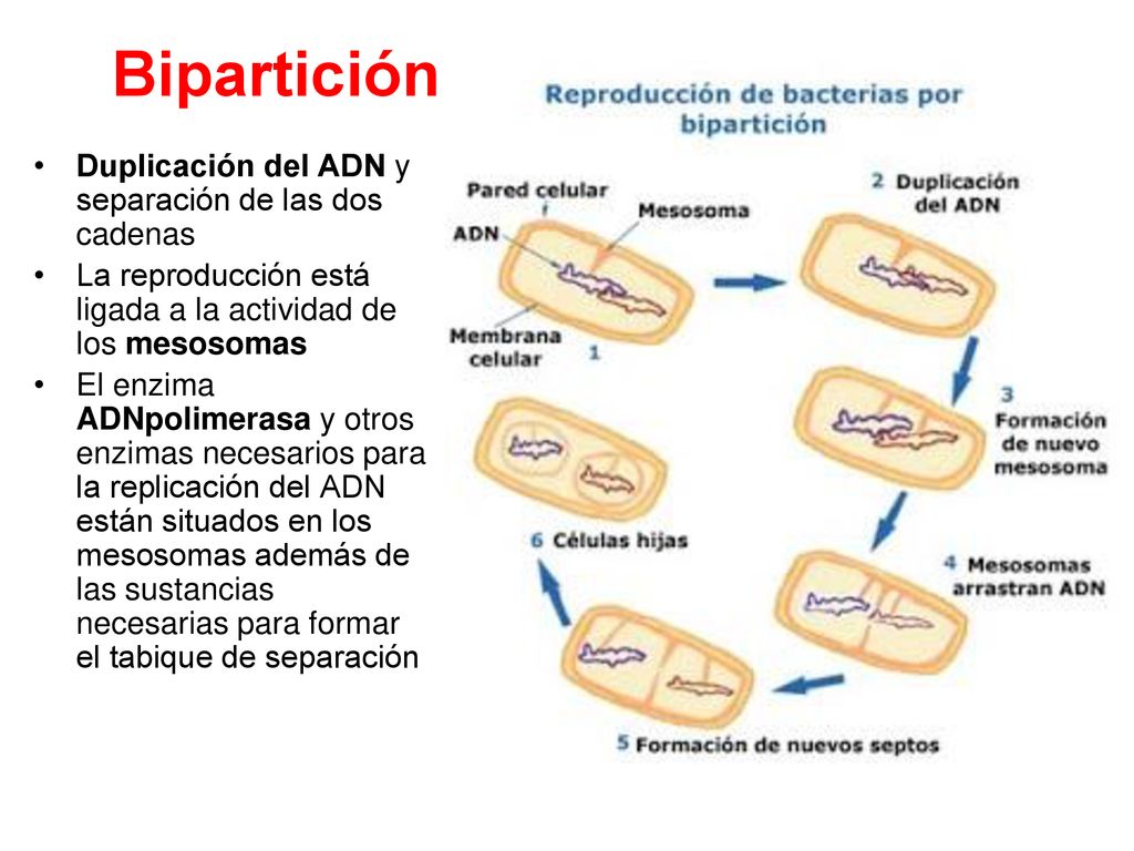 Bipartición Duplicación del ADN y separación de las dos cadenas