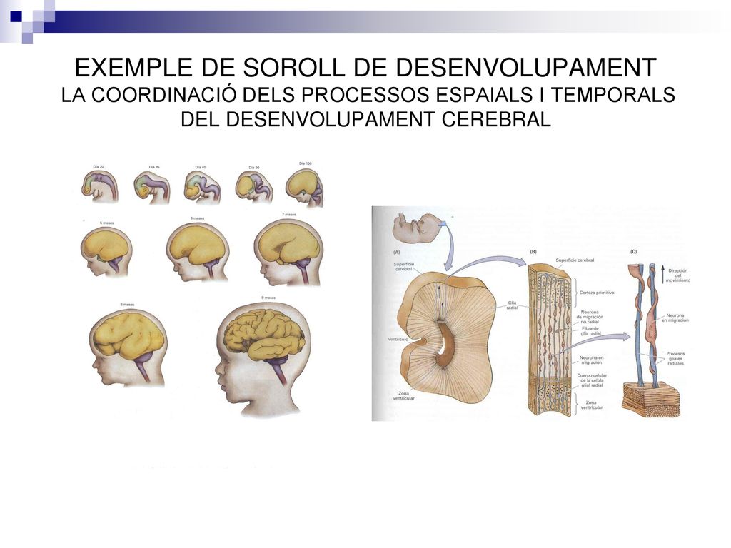 EXEMPLE DE SOROLL DE DESENVOLUPAMENT LA COORDINACIÓ DELS PROCESSOS ESPAIALS I TEMPORALS DEL DESENVOLUPAMENT CEREBRAL
