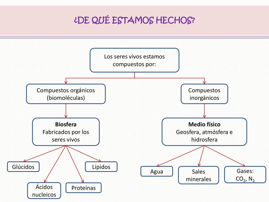 ¿DE QUÉ ESTAMOS HECHOS Los seres vivos estamos compuestos por: