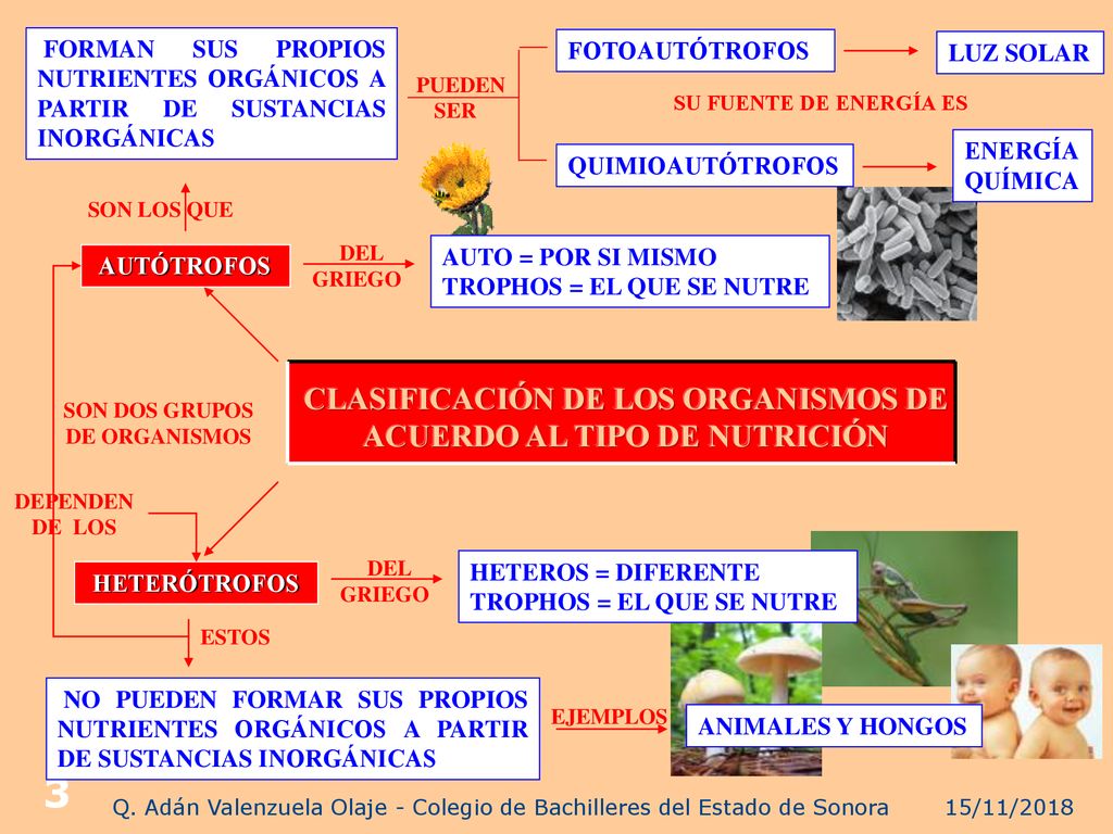 CLASIFICACIÓN DE LOS ORGANISMOS DE ACUERDO AL TIPO DE NUTRICIÓN