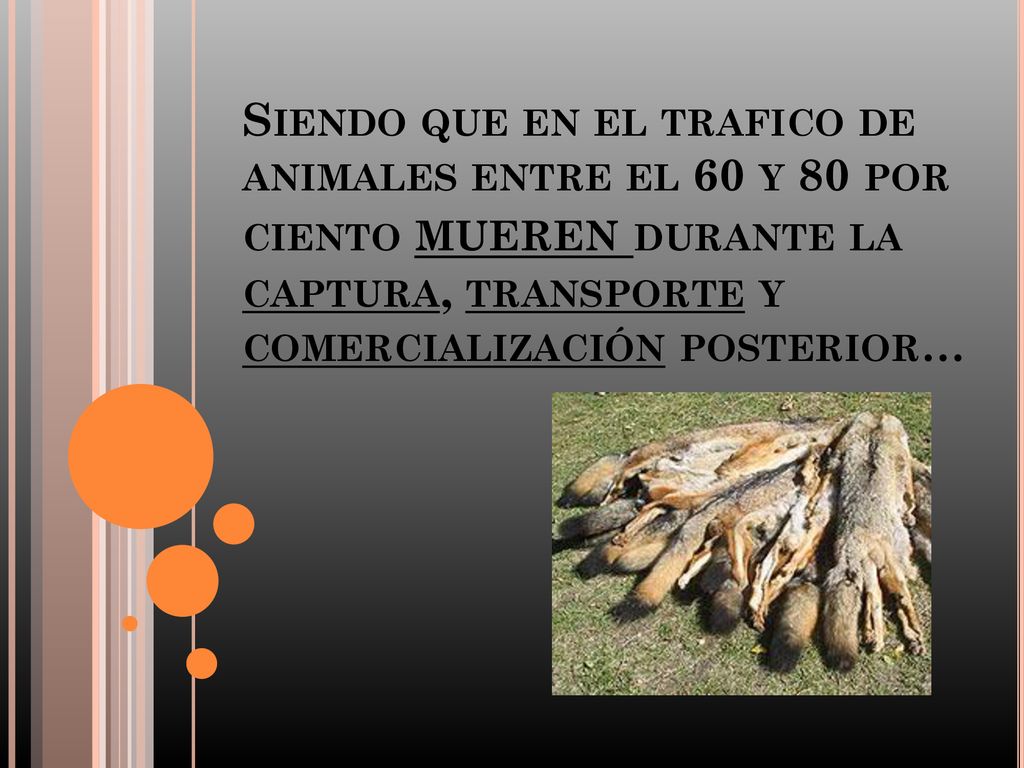 Siendo que en el trafico de animales entre el 60 y 80 por ciento mueren durante la captura, transporte y comercialización posterior…