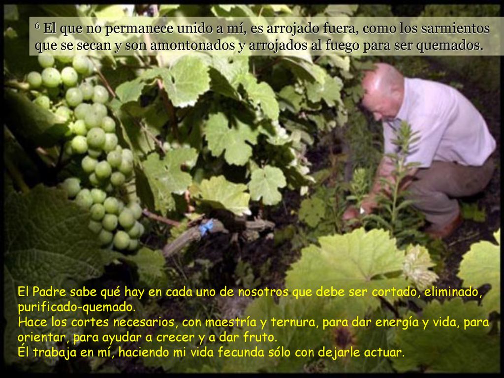 6 El que no permanece unido a mí, es arrojado fuera, como los sarmientos que se secan y son amontonados y arrojados al fuego para ser quemados.