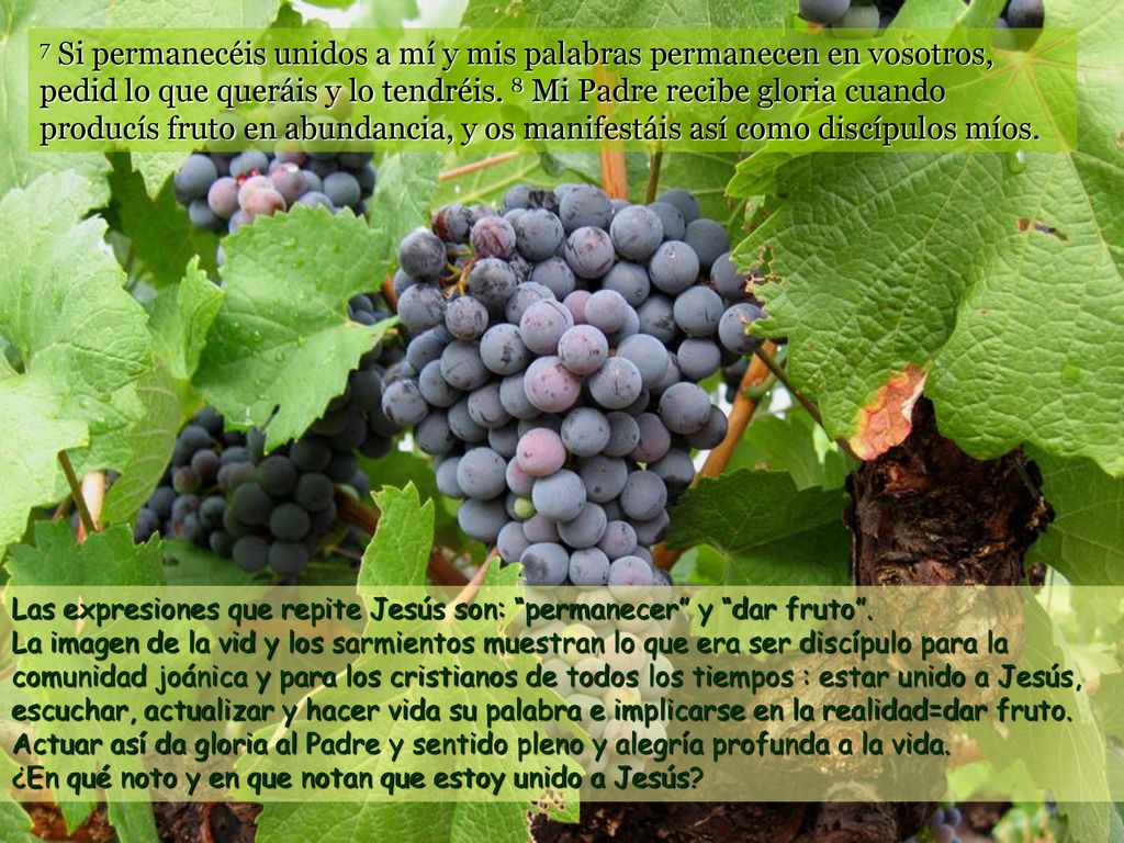 7 Si permanecéis unidos a mí y mis palabras permanecen en vosotros, pedid lo que queráis y lo tendréis. 8 Mi Padre recibe gloria cuando producís fruto en abundancia, y os manifestáis así como discípulos míos.