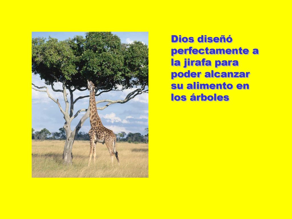 Dios diseñó perfectamente a la jirafa para poder alcanzar su alimento en los árboles