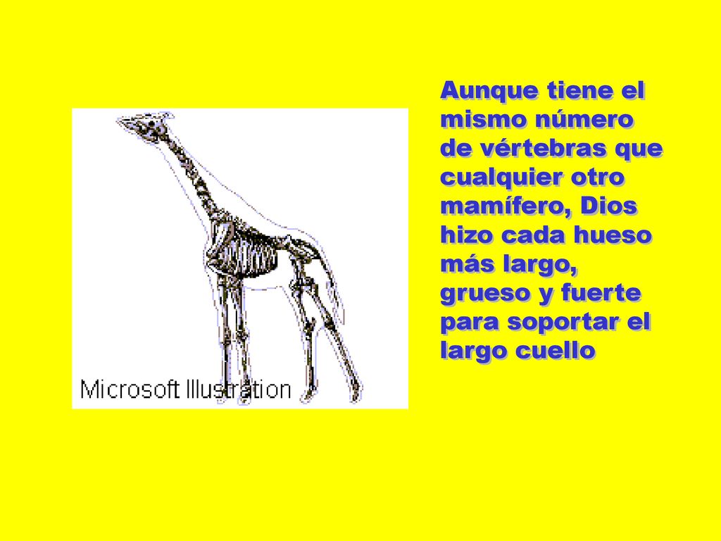 Aunque tiene el mismo número de vértebras que cualquier otro mamífero, Dios hizo cada hueso más largo, grueso y fuerte para soportar el largo cuello