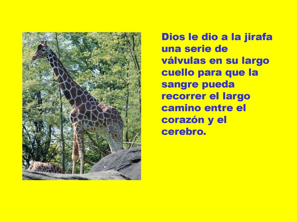 Dios le dio a la jirafa una serie de válvulas en su largo cuello para que la sangre pueda recorrer el largo camino entre el corazón y el cerebro.