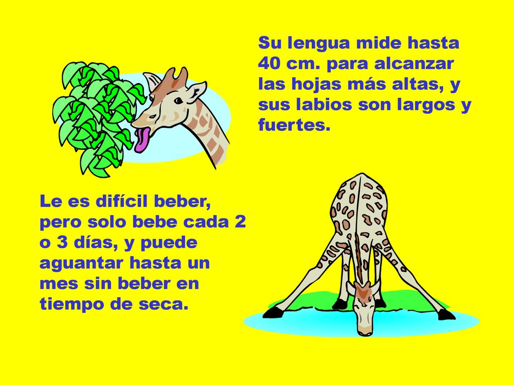 Su lengua mide hasta 40 cm. para alcanzar las hojas más altas, y sus labios son largos y fuertes.