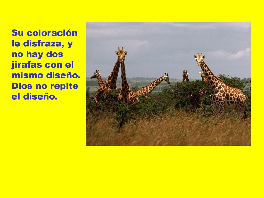 Su coloración le disfraza, y no hay dos jirafas con el mismo diseño