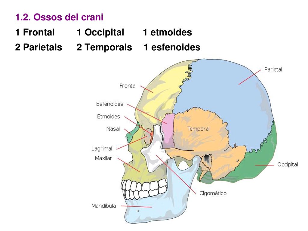 1.2. Ossos del crani 1 Frontal 1 Occipital 1 etmoides.