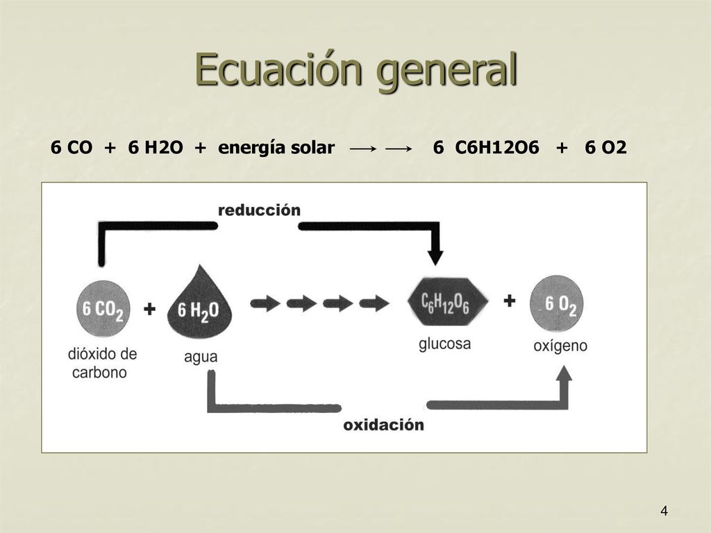6 CO + 6 H2O + energía solar 6 C6H12O6 + 6 O2