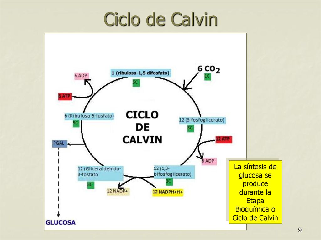 Ciclo de Calvin La síntesis de glucosa se produce durante la Etapa Bioquímica o Ciclo de Calvin