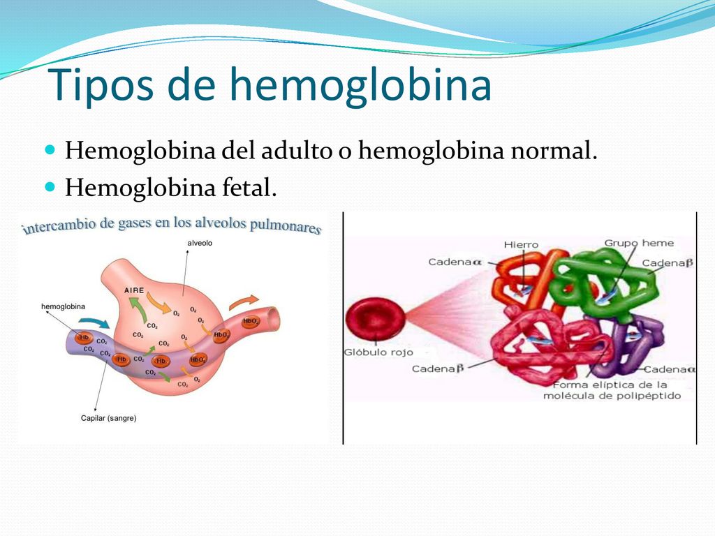 Tipos de hemoglobina Hemoglobina del adulto o hemoglobina normal.