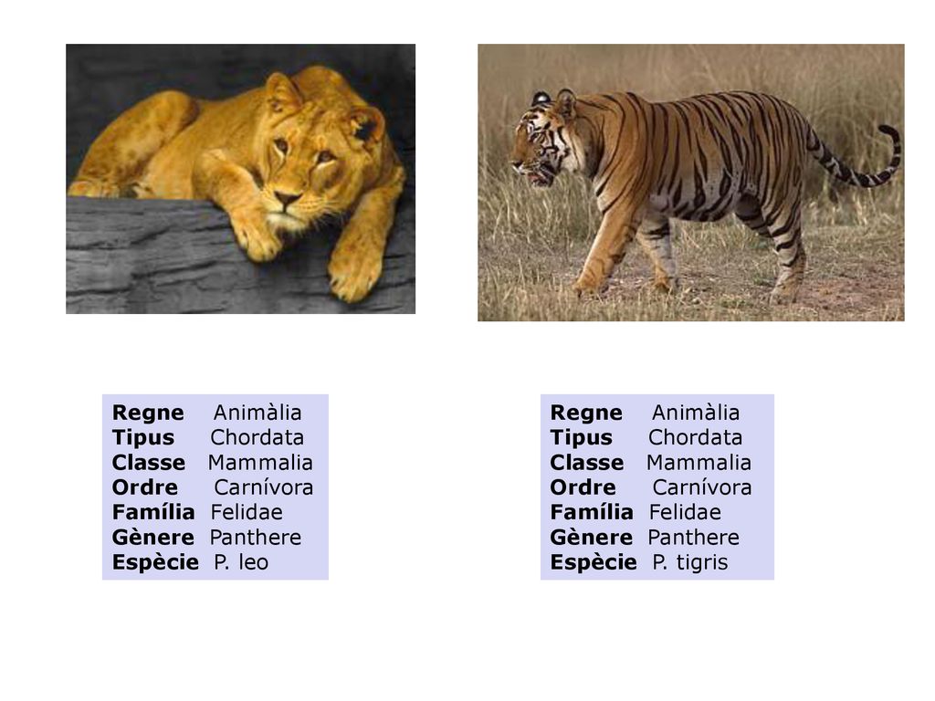 Regne Animàlia Tipus Chordata. Classe Mammalia. Ordre Carnívora. Família Felidae. Gènere Panthere.